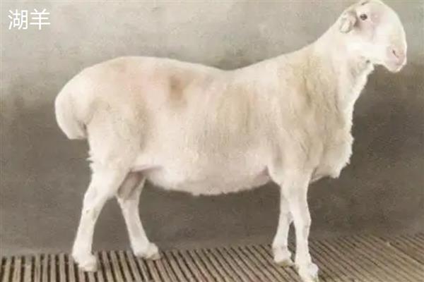 养羊选什么品种，波尔山羊、小尾寒羊等品种值得考虑