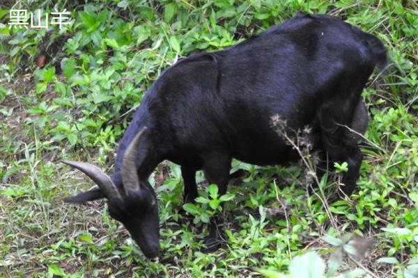 养羊选什么品种，波尔山羊、小尾寒羊等品种值得考虑