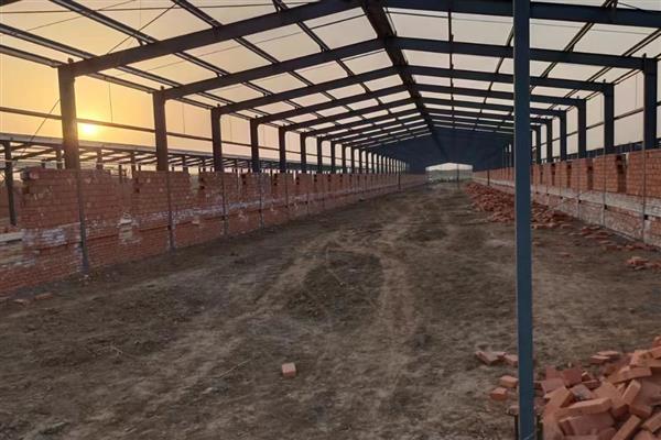 养羊选什么品种，波尔山羊、小尾寒羊等品种值得考虑