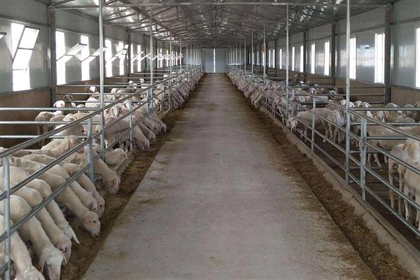 养羊选什么品种，波尔山羊、小尾寒羊等品种值得考虑