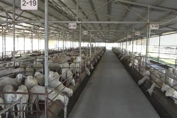 养羊选什么品种，波尔山羊、小尾寒羊等品种值得考虑