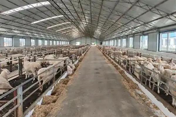 养羊选什么品种，波尔山羊、小尾寒羊等品种值得考虑