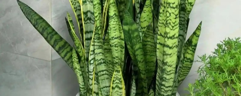 虎皮兰怎么养殖，生长期间多浇水