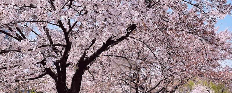 青岛樱花的开放时间，花期一般是4-5月份