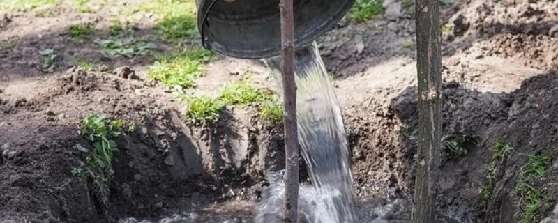 恶霉灵怎么灌根，将稀释液浇灌在植物的根部
