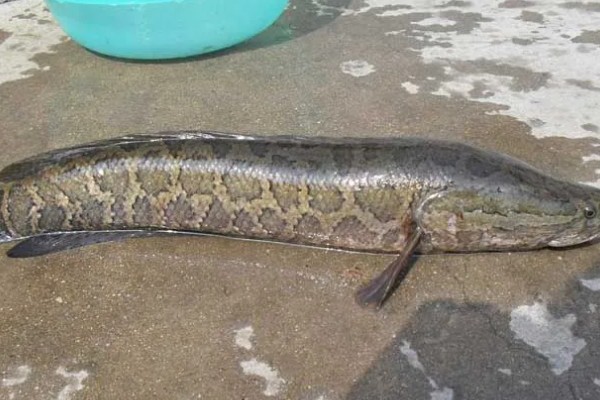 野生黑鱼长到十斤需要多久，一般要经过7-8年才能达到