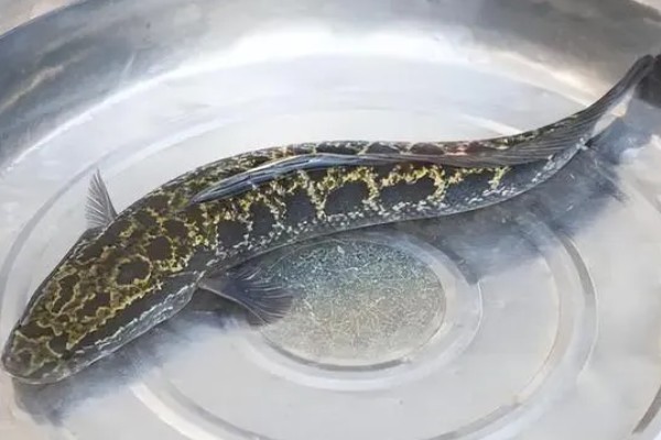 野生黑鱼长到十斤需要多久，一般要经过7-8年才能达到