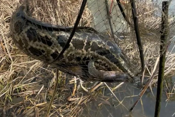 野生黑鱼长到十斤需要多久，一般要经过7-8年才能达到
