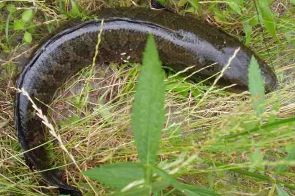 野生黑鱼长到十斤需要多久，一般要经过7-8年才能达到