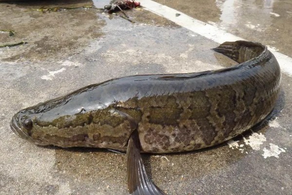 野生黑鱼长到十斤需要多久，一般要经过7-8年才能达到