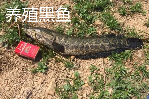 野生黑鱼长到十斤需要多久，一般要经过7-8年才能达到