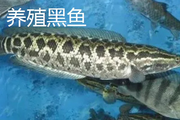 野生黑鱼长到十斤需要多久，一般要经过7-8年才能达到