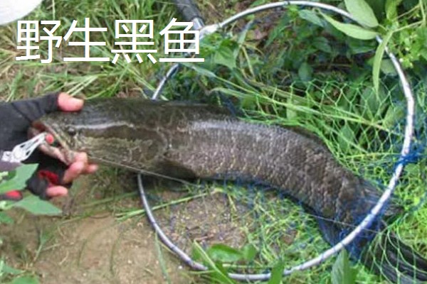 野生黑鱼长到十斤需要多久，一般要经过7-8年才能达到