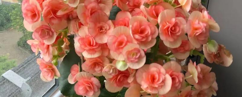 怎么养丽格海棠盆栽，多用塑料花盆栽培