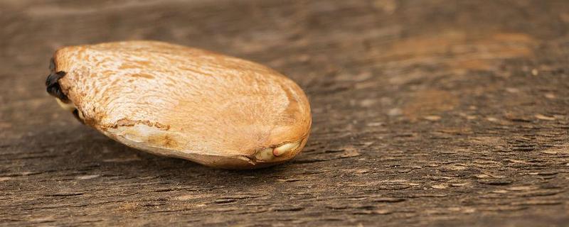 芒果种子能结芒果吗，根据气候而定