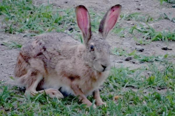 兔子为何没精神不吃东西,可能是过度进食、受惊、细菌感染等原因造成