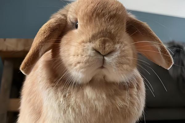 兔子为何没精神不吃东西,可能是过度进食、受惊、细菌感染等原因造成