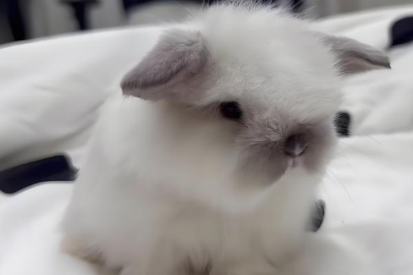 兔子为何没精神不吃东西,可能是过度进食、受惊、细菌感染等原因造成