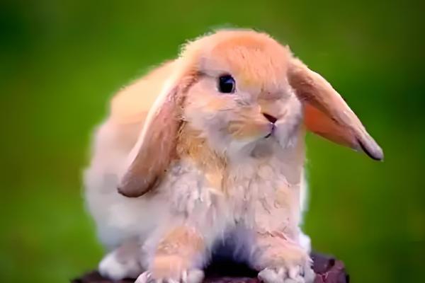 兔子为何没精神不吃东西,可能是过度进食、受惊、细菌感染等原因造成