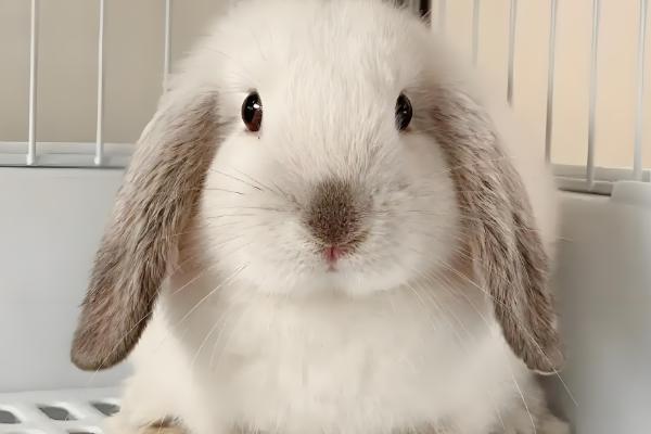 兔子为何没精神不吃东西,可能是过度进食、受惊、细菌感染等原因造成