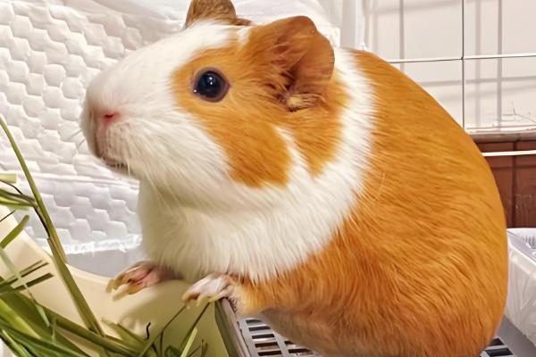 荷兰猪有没有鼠疫，带有鼠疫的可能性比较低