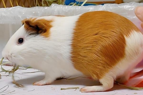 荷兰猪有没有鼠疫，带有鼠疫的可能性比较低