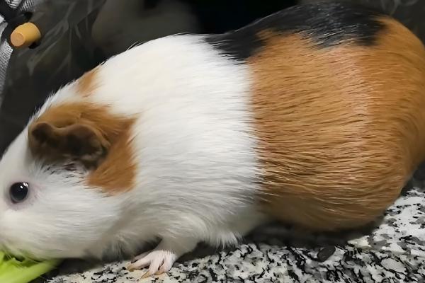 荷兰猪有没有鼠疫，带有鼠疫的可能性比较低