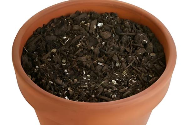 碧玉的家庭养法，在早晨和傍晚各浇一次水