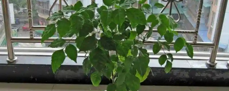 幸福树修剪造型的方法，剪短过长枝、剪除病弱枝