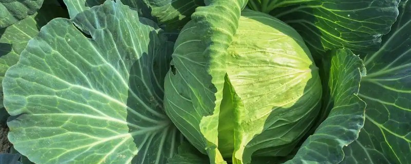 白菜怎么种植，撒播种子覆盖细土