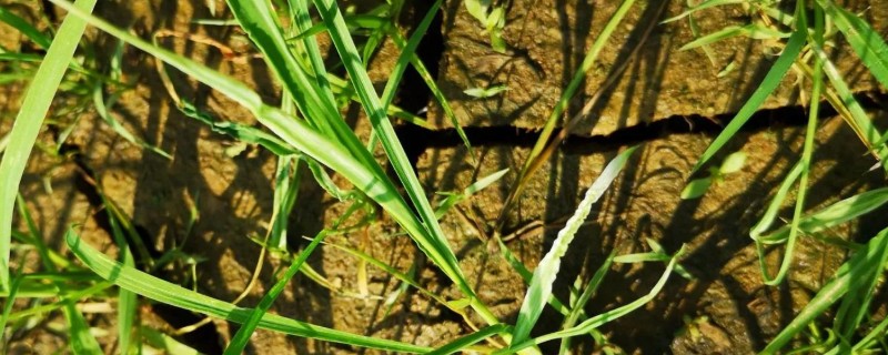 稻李氏禾用哪种除草剂，可选择精喹禾灵