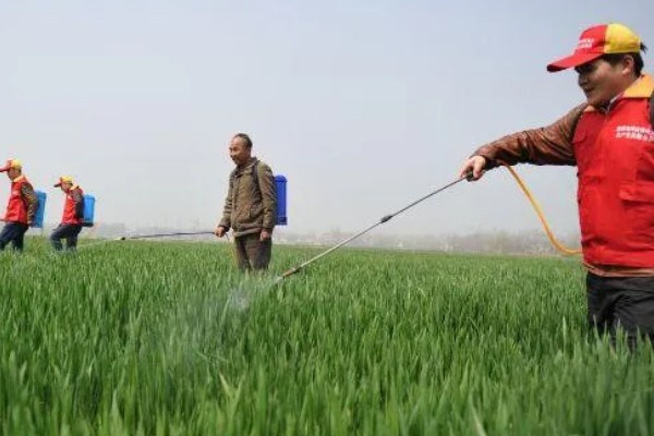 小麦灌浆期怎么使用磷酸二氢钾，可兑水喷雾亩用量为100-150克