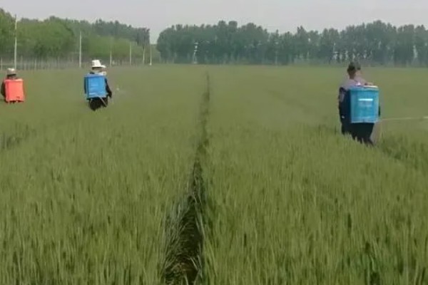 小麦灌浆期怎么使用磷酸二氢钾，可兑水喷雾亩用量为100-150克