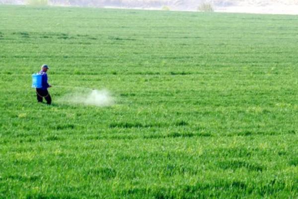 小麦灌浆期怎么使用磷酸二氢钾，可兑水喷雾亩用量为100-150克