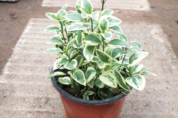 花叶蔓长春的养护方法，生性喜光但不能被强光直射