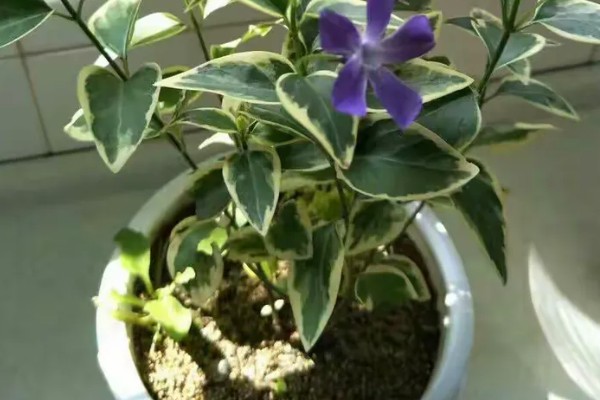 花叶蔓长春的养护方法，生性喜光但不能被强光直射