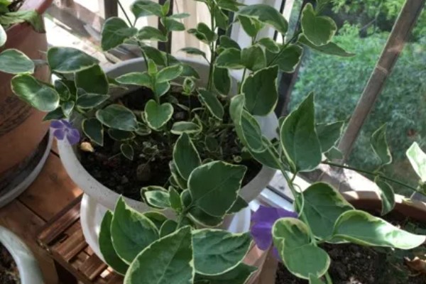 花叶蔓长春的养护方法，生性喜光但不能被强光直射