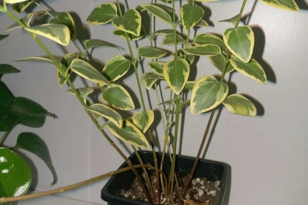 花叶蔓长春的养护方法，生性喜光但不能被强光直射