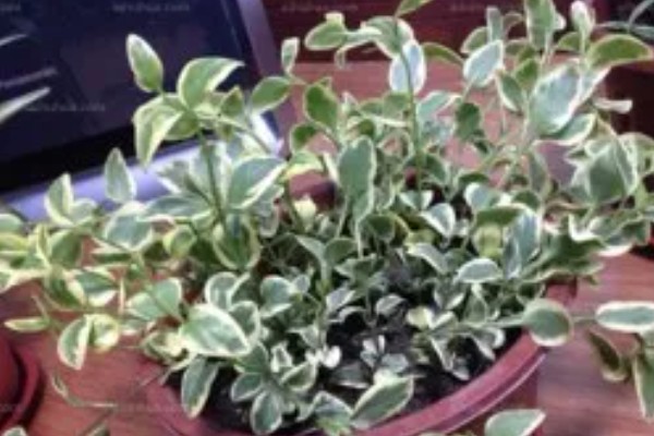 花叶蔓长春的养护方法，生性喜光但不能被强光直射