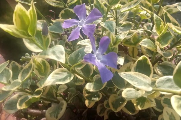 花叶蔓长春的养护方法，生性喜光但不能被强光直射