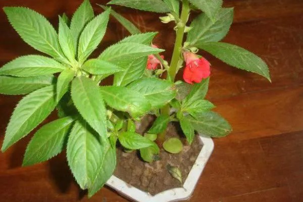 凤仙花传播种子的方式，是自体传播