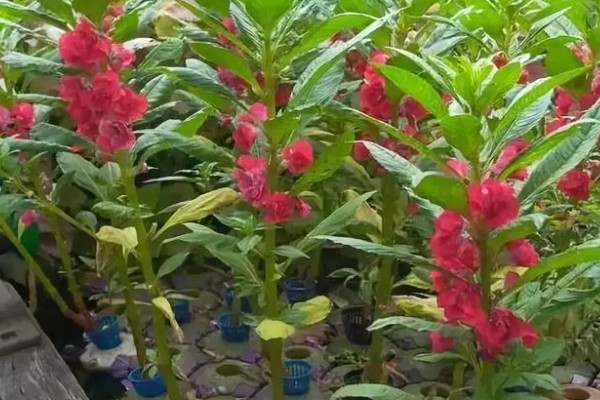 凤仙花传播种子的方式，是自体传播