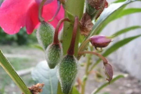 凤仙花传播种子的方式，是自体传播