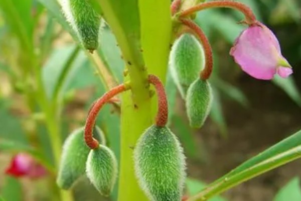 凤仙花传播种子的方式，是自体传播