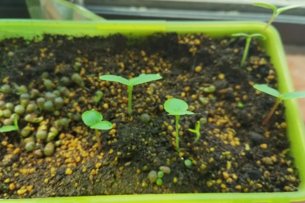 凤仙花传播种子的方式，是自体传播