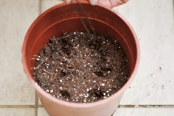 凤仙花传播种子的方式，是自体传播