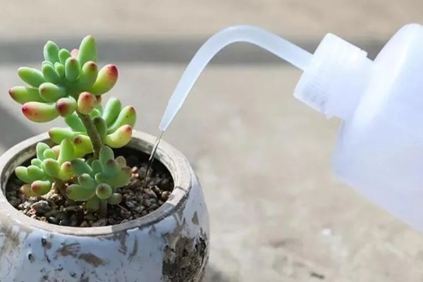 有哪些怕晒的多肉，推荐玉露、玉扇等