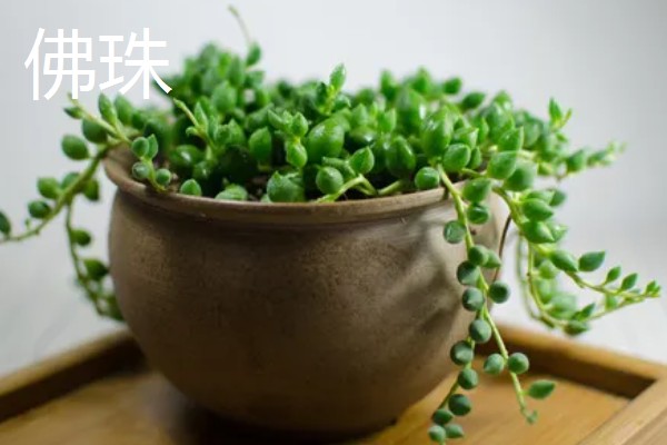 有哪些怕晒的多肉，推荐玉露、玉扇等