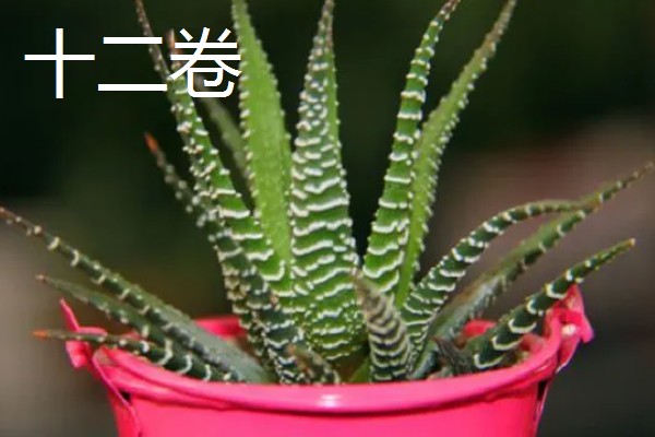 有哪些怕晒的多肉，推荐玉露、玉扇等