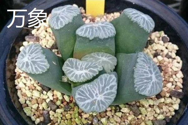 有哪些怕晒的多肉，推荐玉露、玉扇等